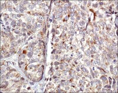 Immunohistochemistry: COX4 Antibody - BSA Free [NB110-39115]