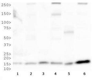 Western Blot: COX4 AntibodyBSA Free [NB110-39115]