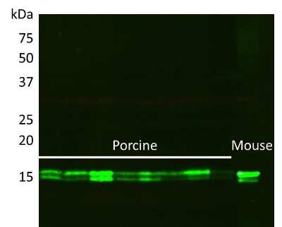 Western Blot: COX4 AntibodyBSA Free [NB110-39115]