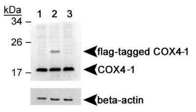 Western Blot: COX4 AntibodyBSA Free [NB110-39115]