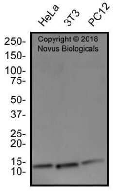 Western Blot: COX4 AntibodyBSA Free [NB110-39115]