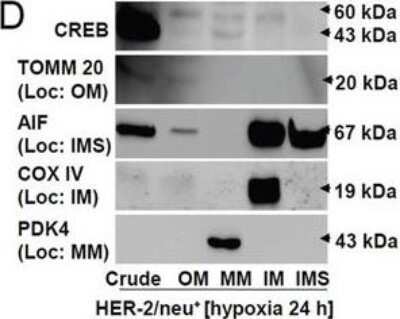 Western Blot: COX4 AntibodyBSA Free [NB110-39115]