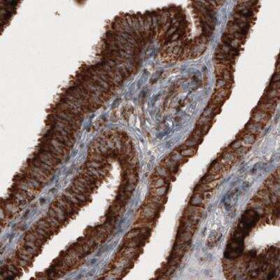 Immunohistochemistry-Paraffin: COX4 Antibody (CL3501) [NBP2-59777]