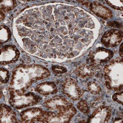 Immunohistochemistry-Paraffin: COX4 Antibody (CL3501) [NBP2-59777]