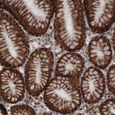 Immunohistochemistry-Paraffin: COX4 Antibody (CL3501) [NBP2-59777]