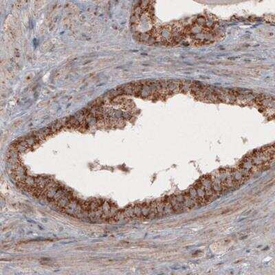 Immunohistochemistry-Paraffin: COX4 Antibody (CL3501) [NBP2-59777]