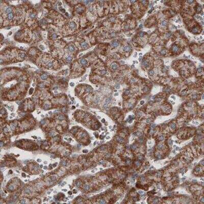 Immunohistochemistry-Paraffin: COX4 Antibody (CL3501) [NBP2-59777]