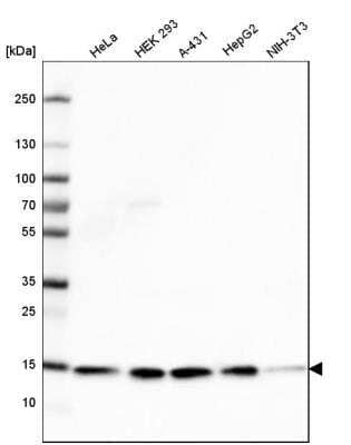 Western Blot: COX4 Antibody (CL3501) [NBP2-59777]