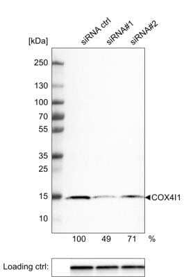 Western Blot: COX4 Antibody (CL3501) [NBP2-59777]