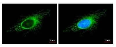 Immunocytochemistry/ Immunofluorescence: COX4 Antibody (6310) [NBP2-43629]