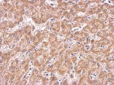 Immunohistochemistry-Paraffin: COX4 Antibody (6310) [NBP2-43629]