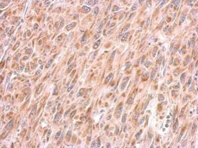 Immunohistochemistry-Paraffin: COX4 Antibody (6310) [NBP2-43629]