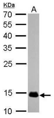 Western Blot: COX4 Antibody (6310) [NBP2-43629]