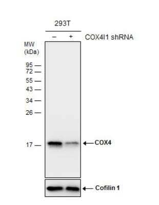 Western Blot: COX4 Antibody (6310) [NBP2-43629]