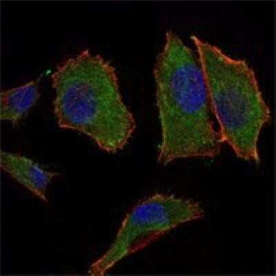 Immunocytochemistry/ Immunofluorescence: COX4 Antibody (6B3) - BSA Free [NBP1-51650]