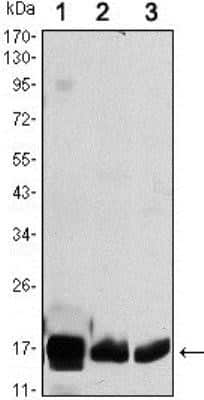 Western Blot: COX4 Antibody (6B3)BSA Free [NBP1-51650]