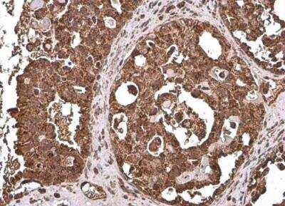 Immunohistochemistry-Paraffin: COX4 Antibody (854) [NBP2-43540]
