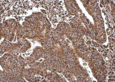 Immunohistochemistry-Paraffin: COX4 Antibody (854) [NBP2-43540]