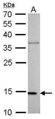 Western Blot: COX4 Antibody (854) [NBP2-43540]
