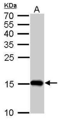 Western Blot: COX4 Antibody (854) [NBP2-43540]