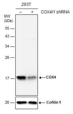 Western Blot: COX4 Antibody (854) [NBP2-43540]