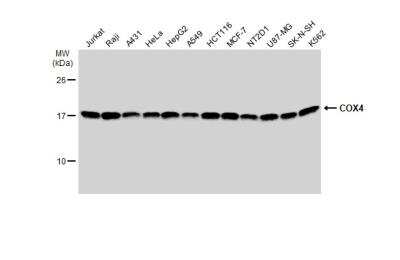 Western Blot: COX4 Antibody (854) [NBP2-43540]