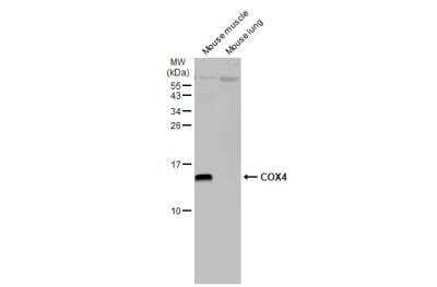 Western Blot: COX4 Antibody (854) [NBP2-43540]