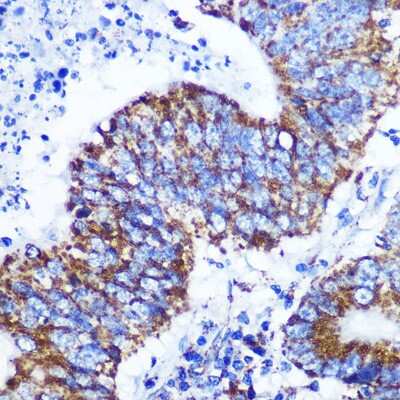 Immunohistochemistry-Paraffin: COX4 Antibody (3P8J2) [NBP3-15416]