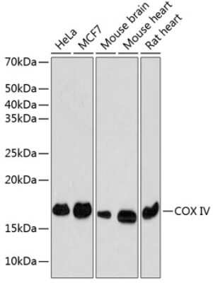 Western Blot: COX4 Antibody (3P8J2) [NBP3-15416]