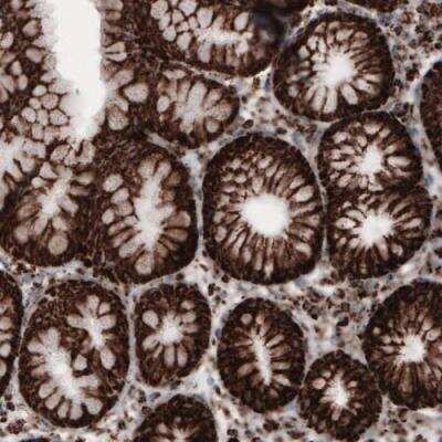 Immunohistochemistry-Paraffin: COX4 Antibody (CL3497) [NBP2-78718]