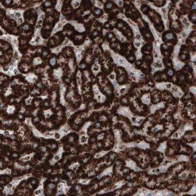 Immunohistochemistry-Paraffin: COX4 Antibody (CL3497) [NBP2-78718]