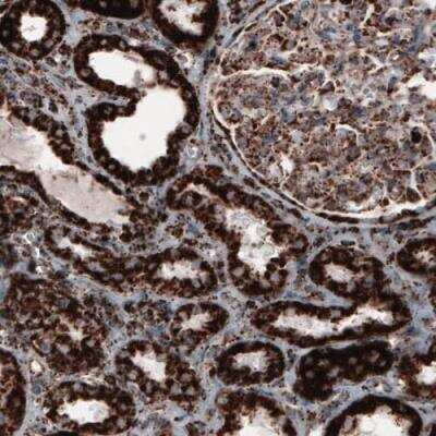 Immunohistochemistry-Paraffin: COX4 Antibody (CL3497) [NBP2-78718]