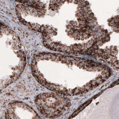 Immunohistochemistry-Paraffin: COX4 Antibody (CL3497) [NBP2-78718]