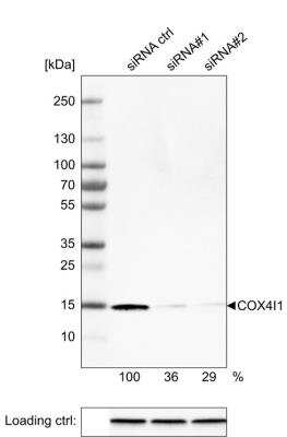 Western Blot: COX4 Antibody (CL3497) [NBP2-78718]