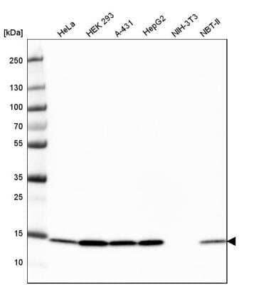 Western Blot: COX4 Antibody (CL3497) [NBP2-78718]