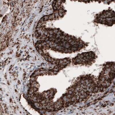 Immunohistochemistry: COX4 Antibody (CL3515) [NBP2-61620]