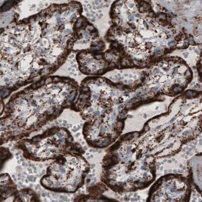 Immunohistochemistry: COX4 Antibody (CL3515) [NBP2-61620]