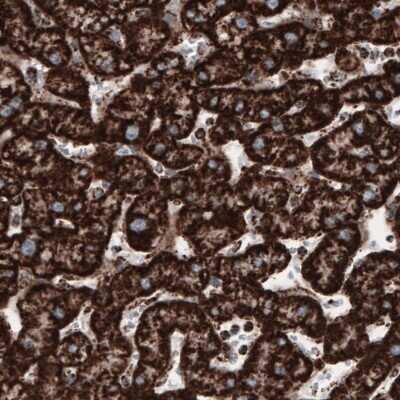 Immunohistochemistry: COX4 Antibody (CL3515) [NBP2-61620]