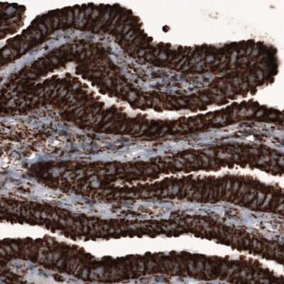 Immunohistochemistry: COX4 Antibody (CL3515) [NBP2-61620]