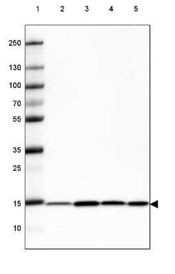 Western Blot: COX4 Antibody (CL3515) [NBP2-61620]