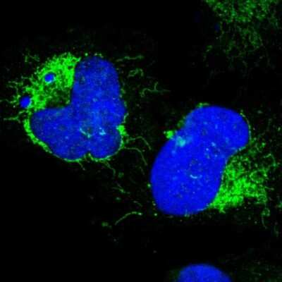 Immunocytochemistry/ Immunofluorescence: COX4 Antibody [NBP1-85498]