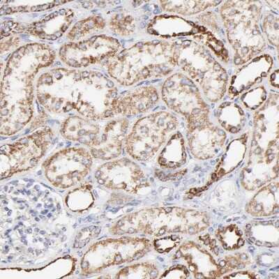 Immunohistochemistry-Paraffin: COX4 Antibody [NBP1-85498]