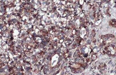 Immunohistochemistry-Paraffin: COX4 Antibody [NBP2-15975]