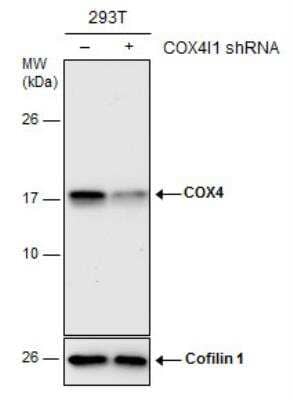 Western Blot: COX4 Antibody [NBP2-15975]