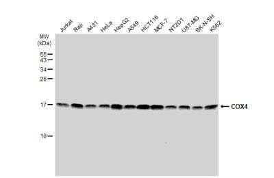 Western Blot: COX4 Antibody [NBP2-15975]