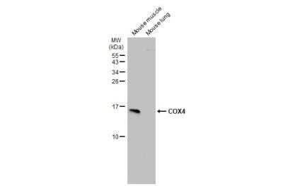 Western Blot: COX4 Antibody [NBP2-15975]