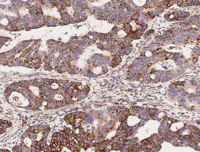 Immunohistochemistry-Paraffin: COX4-I1 Antibody [NBP3-05850]