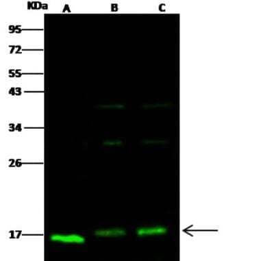 Western Blot: COX4-I1 Antibody [NBP3-05851]