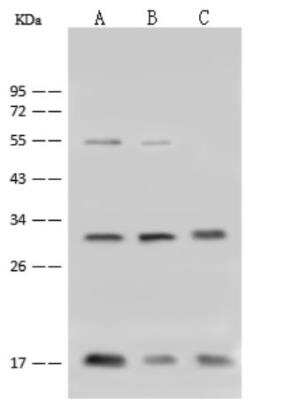 Western Blot: COX4-I1 Antibody [NBP3-06194]