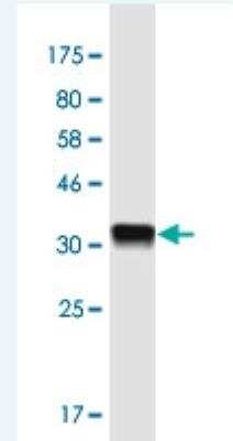 Western Blot: COX4NB Antibody (4F4) [H00010328-M01-100ug]